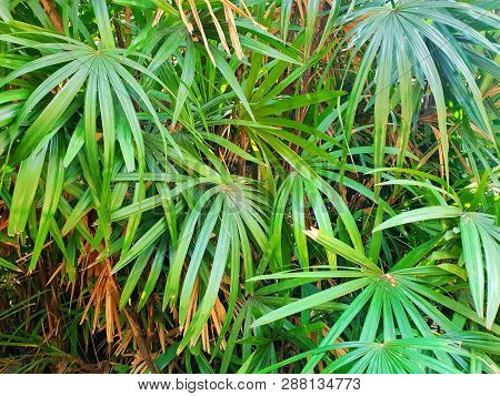 Top View Of Branch And Leaves Saw Palmetto As A Background, Abstract Leaves Texture, Ecological Conc