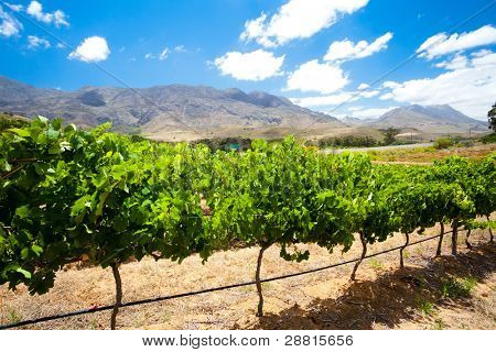 아름 다운 포도 원 winelands, 남아 프리 카 공화국에서
