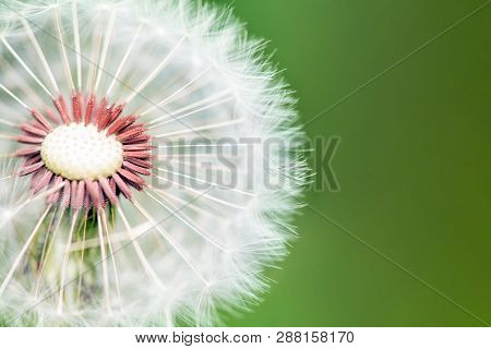 Cross Section Of Fluffy Dandelion On Bright Green Background