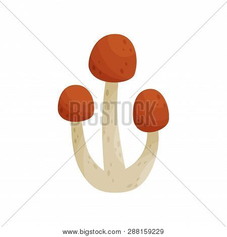 Flat Vector Icon Of Armillaria Mellea Or Honey Fungus. Edible Forest Mushrooms With Brown Caps And L