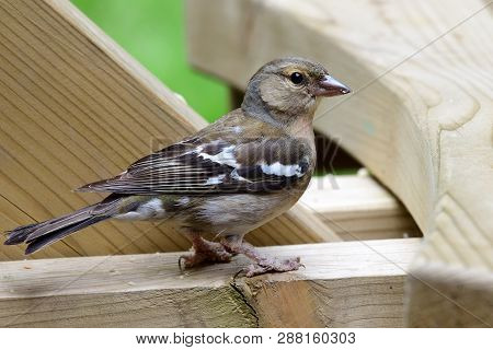 Portrait Of A Common Chaffinch Perching On A Picnic Table