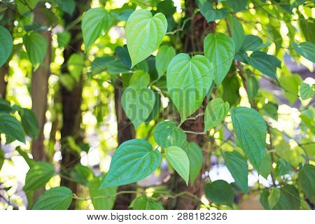Green Betel Leaf, Fresh Piper Betle For Background.