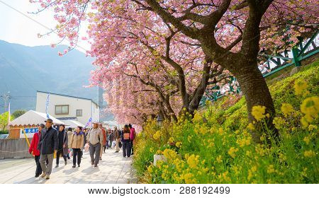 Beautiful Kawazu Sakura Festival , Cherry Blossom Full Bloom