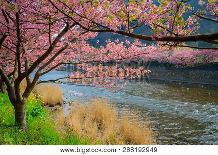 Beautiful Kawazu Sakura Festival , Cherry Blossom Full Bloom