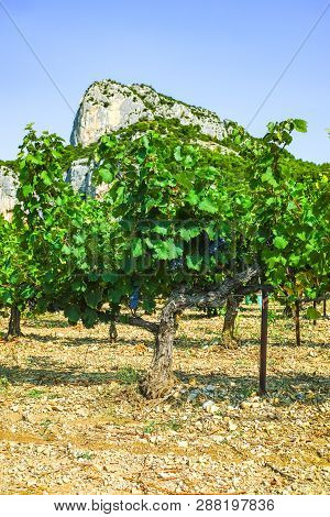 French Red  Aoc Wine Grapes Plant, New Harvest Of Wine Grape In France, Vaucluse, Gigondas Domain Or