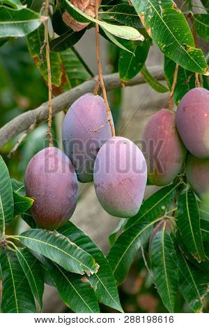 Tropical Mango Tree With Big Ripe Mango Fruits Growing In Orchard On Gran Canaria Island, Spain. Cul