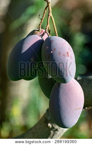 Tropical Mango Tree With Big Ripe Mango Fruits Growing In Orchard On Gran Canaria Island, Spain, Cul
