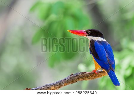 Birds With Beautiful Colors  Halcyon Pileata Black-capped Kingfisher