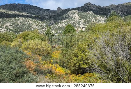 Willow Forest In The Callejas Stream, In The Sierra De Los Porrones, Guadarrama Mountains, El Boalo,
