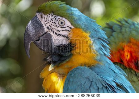 A Close Up View Of A Beautiful Blue, Green And Orange Macaw Parrot