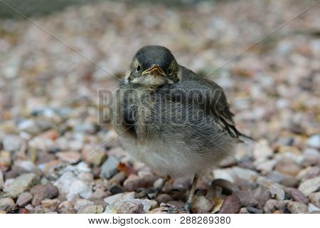 Close Up Of A Pied Wagtail Fledgling Standing On The Ground