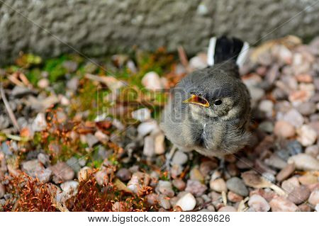 Close Up Of A Pied Wagtail Fledgling Standing On The Ground