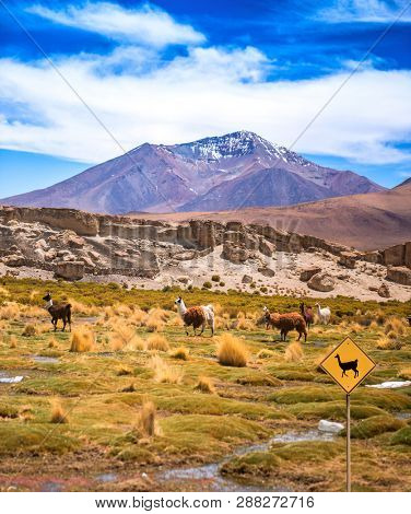 Sign of lamas area in Bolivian mountanious landscape