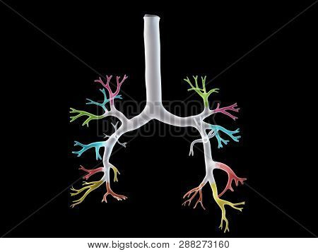 3d rendered medically accurate illustration of the bronchi segments