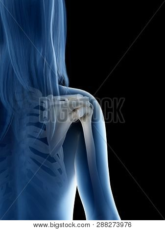 3d rendered medically accurate illustration of a females shoulder joint