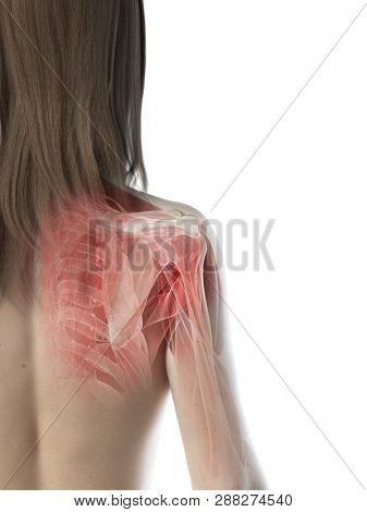 3d rendered medically accurate illustration of a females shoulder muscles