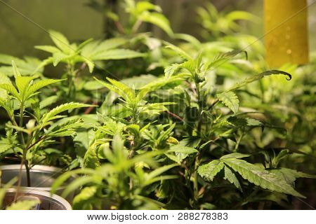 Marijuana. Marijuana and Cannabis growing indoors. Marijuana Grow Tent with lights. Medical and Recreational Cannabis plants. 