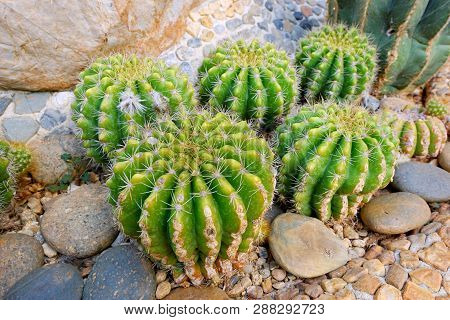 Close Up Of Green Cactus Or Echinopsis Calochlora On Stone As A Background In The Botanic Garden, Th
