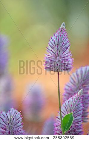 Australian Native Purple Ptilotus Exaltatus Flower Head, Family Amaranthaceae. Called Mulla Mulla By
