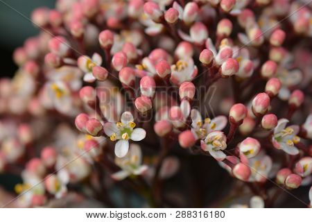 Japanese Skimmia - Latin Name - Skimmia Japonica