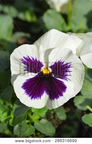 Garden Pansy - Latin Name - Viola X Wittrockiana