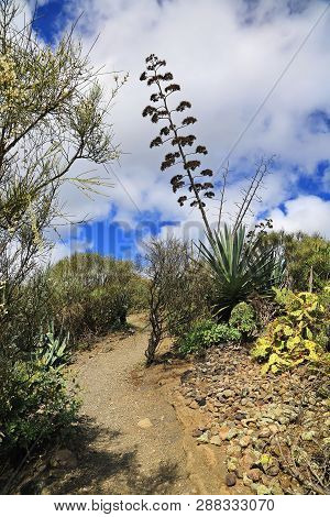 Bandama Crater Is An Extinct Volcano On Gran Canaria
