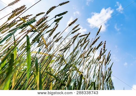 Spike of unripe spelt grain, Triticum spelta