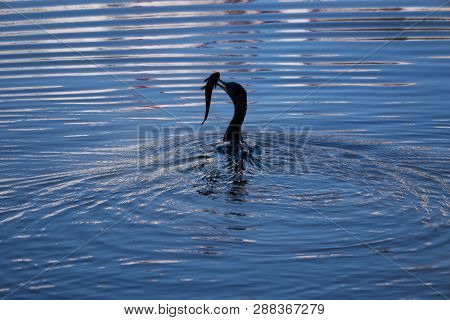 Bird Wildlife Nature Scene Lake Pond Fishing