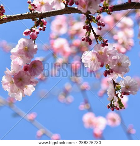 Beautiful Nature Scene With Blooming Tree And Sun. Easter Sunny Day. Spring Flowers. Orchard Abstrac