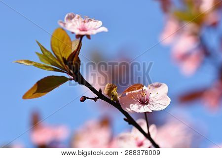 Beautiful Nature Scene With Blooming Tree And Sun. Easter Sunny Day. Spring Flowers. Orchard Abstrac