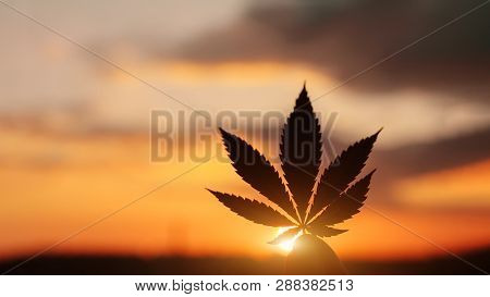 Beautiful Commercial Cannabis In The Amazing Sunset Background. Close Up Of The Marijuana Leaf. Lega