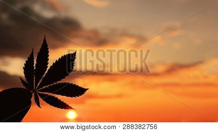Beautiful Commercial Cannabis In The Amazing Sunset Background. Close Up Of The Marijuana Leaf. Lega