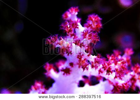 Dendronephthya Sp. - ( Tree Pink Soft Coral )