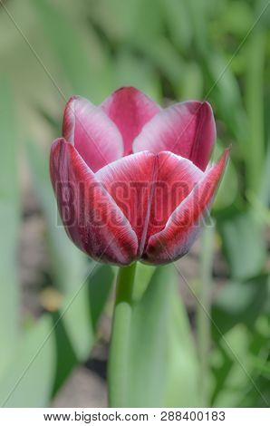Red And White Tulip Arabian Mystery