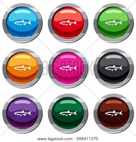 Herring Fish Set Icon Isolated On White. 9 Icon Collection Illustration