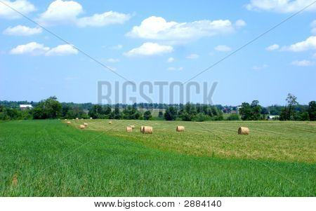 Hayfield