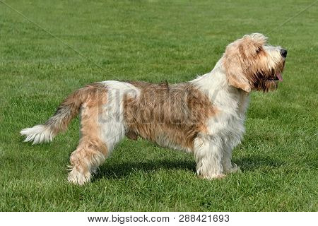 Typical Petit Basset Griffon In The Summer Garden.