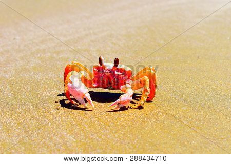 Crab On The Beach In La Isla Magadalena In Mexican Pacific Ocean.