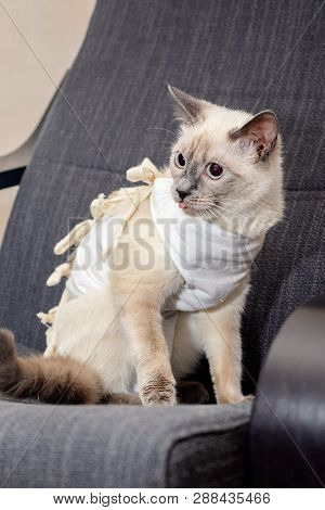 The Cat In The Postoperative Blanket Sits In The Chair