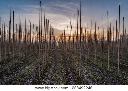 Impression Of A Tree Plantatation Somewhere South Of Ghent In The Belgian Province Of East Flanders.