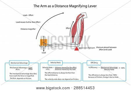 Diagram Of The Arm As Simple Lever With Descriptions And Formulae. Eps10