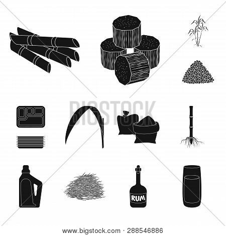 Vector Design Of Sucrose And Technology Icon. Set Of Sucrose And Cane Stock Symbol For Web.