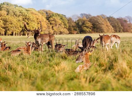 Wild Irish Fauna, A Herd Of Wild Deer Which Roam And Graze In Phoenix Park, Dublin, Ireland