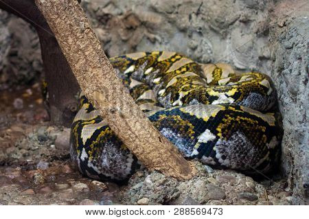 The Reticulated Python (python Reticulatus) In The Kaliningrad Zoo, Russia.