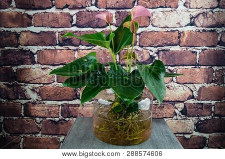 Single Leave Spathiphyllum Is A Popular Houseplant