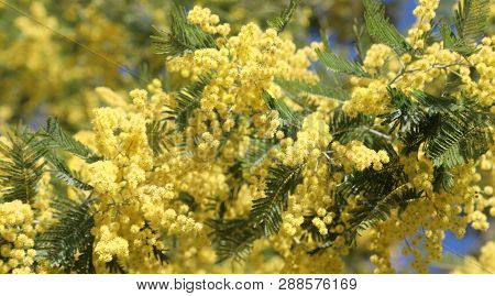 Background With Many Yellow Mimosa Flowers Bloomed In March