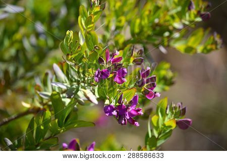 Close-up Of Colorful Polygala Bush Flowers, Nature, Macro