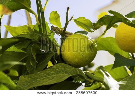 Acrididae Locust Insect Eats A Green Leaf Of Citrus And Lemon.