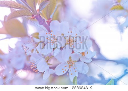 Prunus Cerasus, Sour Cherry, Tart , Or Dwarf, Morello, Amarelle, Montmorency Cherry White Delicate F