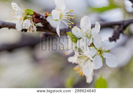 Prunus Cerasus, Sour Cherry, Tart , Or Dwarf, Morello, Amarelle, Montmorency Cherry White Delicate F